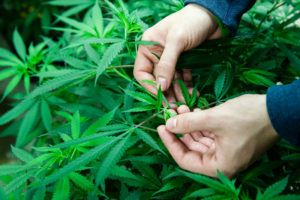 cannabis grows