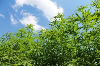 , BC offers CA$676,000 to help cannabis entrepreneurs join legal market