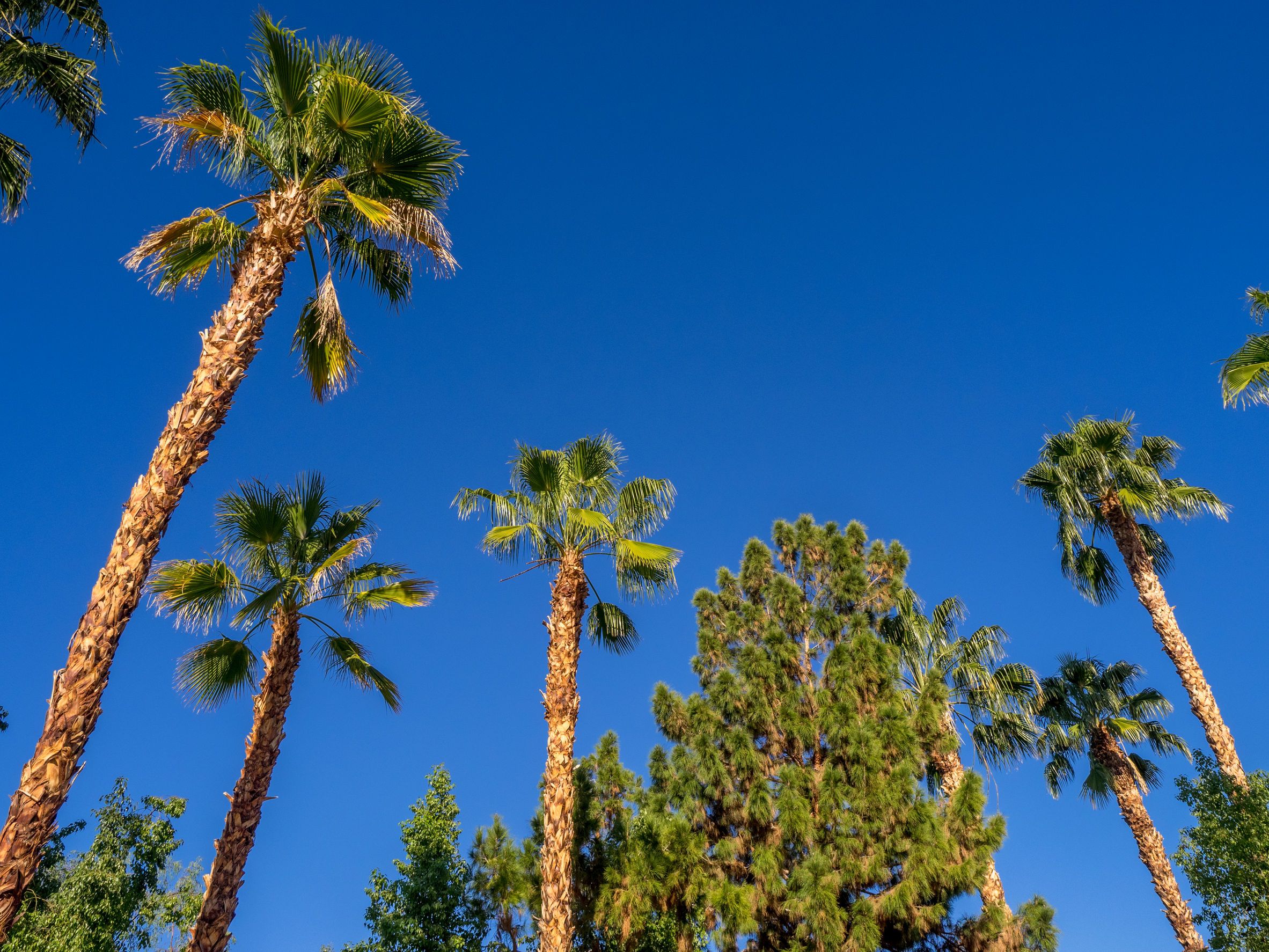 California marijuana regulators, California begins enforcement against unlicensed marijuana businesses