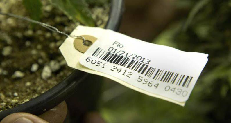 , Delay in Washington state&#8217;s marijuana seed-to-sale system causes diversion concerns