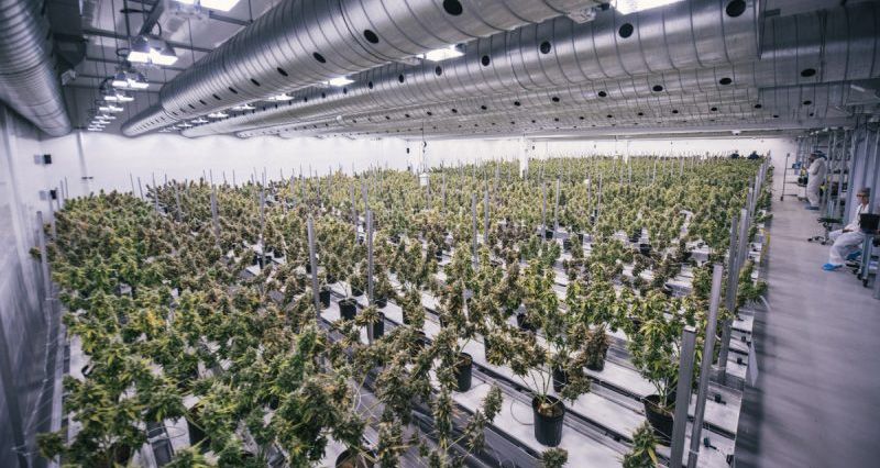 Canada cannabis inspections, 92% of licensed marijuana producers pass sales inspection as Health Canada boosts capacity