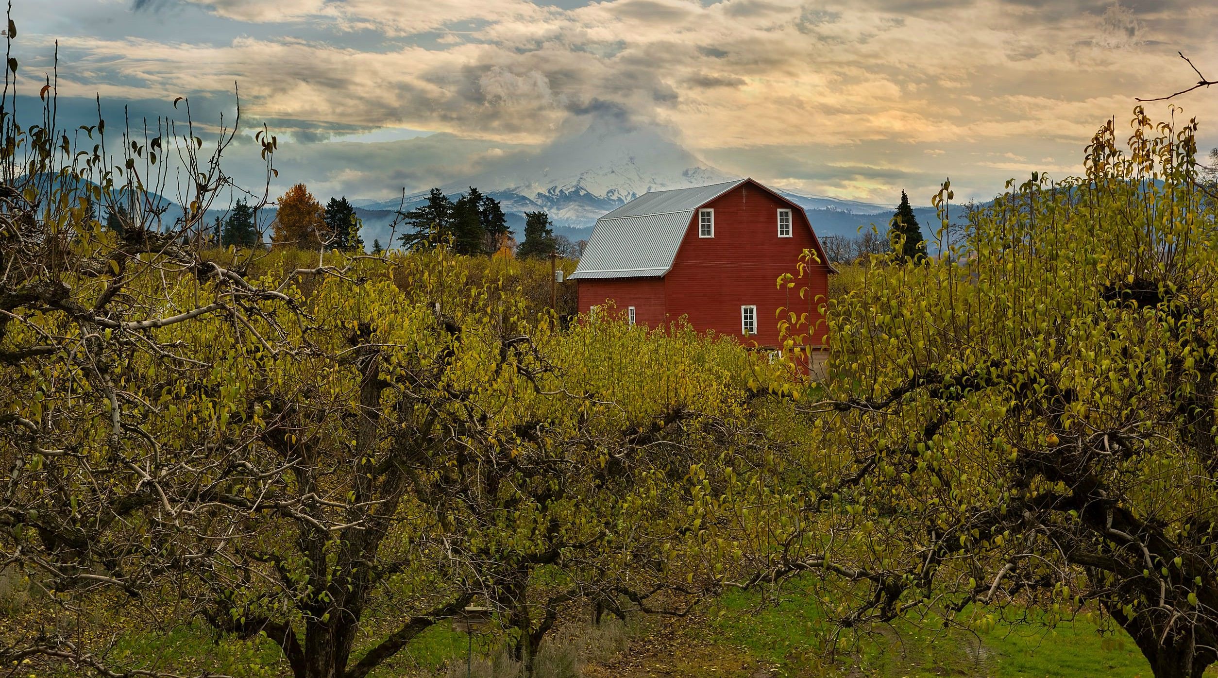 Oregon outdoor cannabis harvests inspections, Oregon to inspect outdoor cannabis harvests in response to federal law enforcement pressure