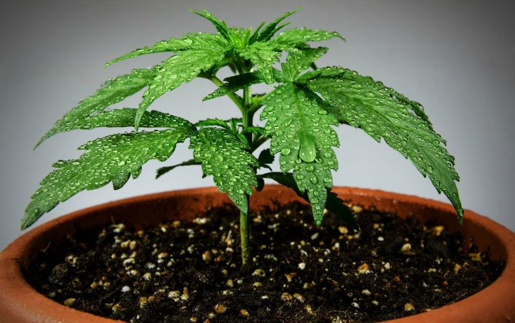 , Concerns grow that British Columbia may lowball cannabis growers for supplies