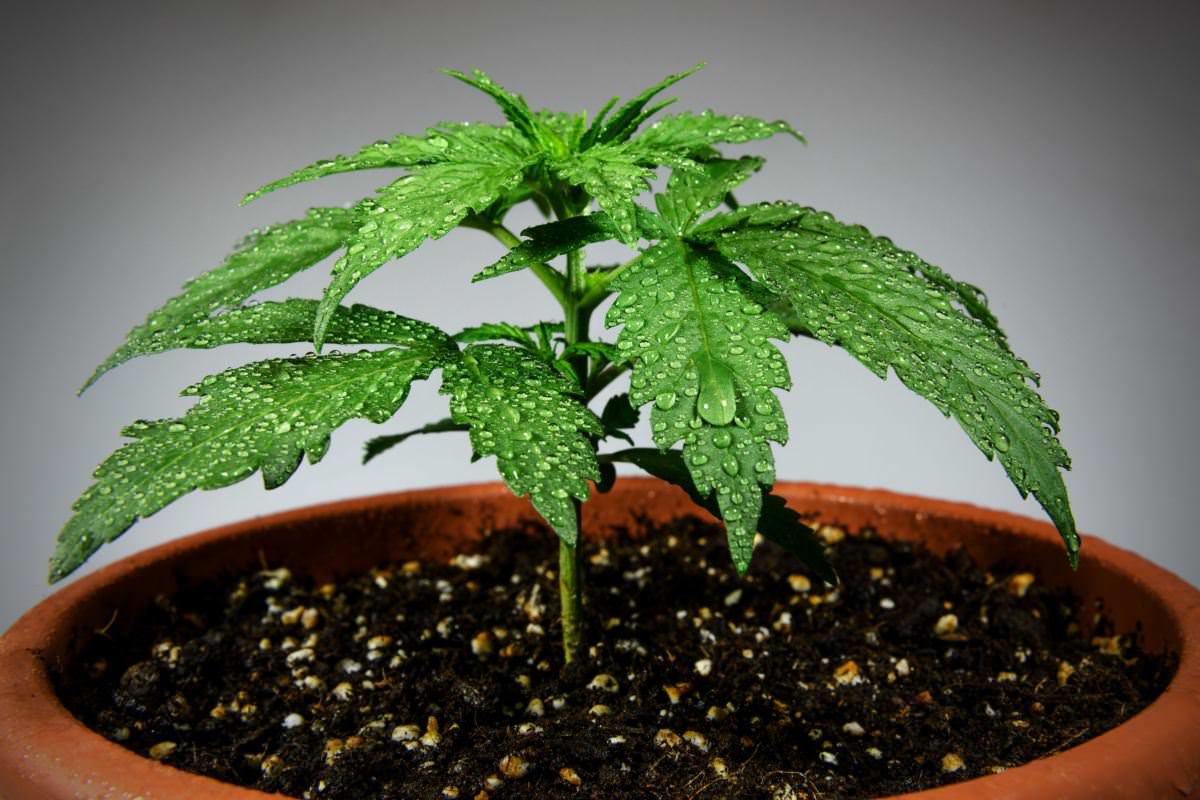 4Front Holdings public, Cannabis firm 4Front to go public after closing $13.4 million raise