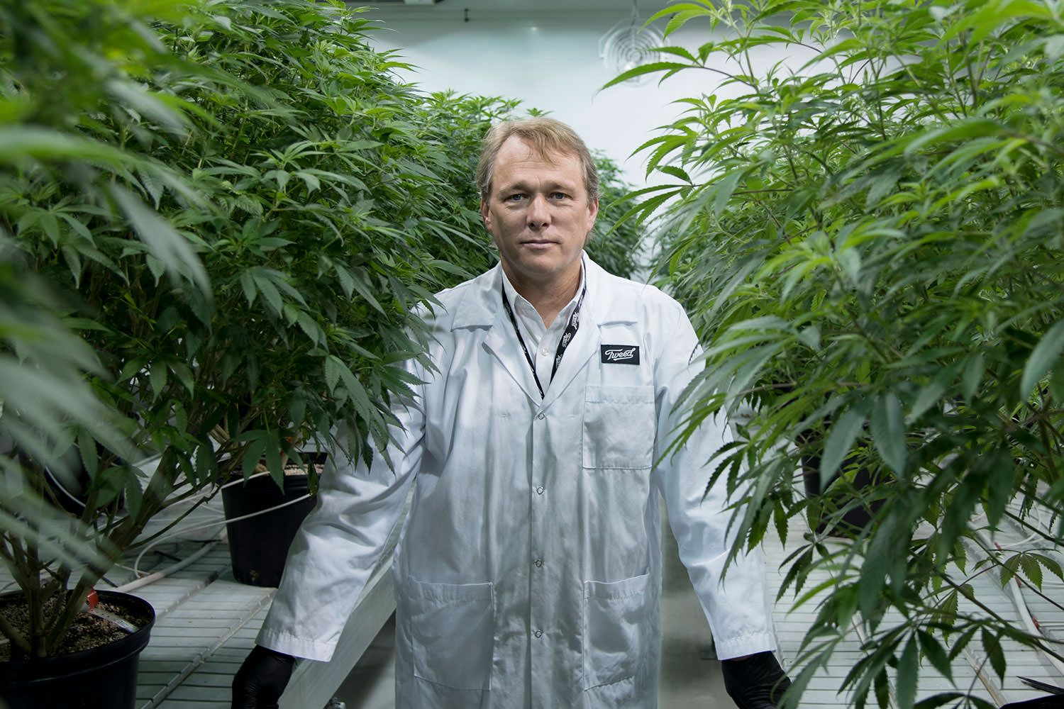 Canopy acquires acreage, Canopy strikes groundbreaking cannabis-sector deal to buy Acreage for $3.4 billion