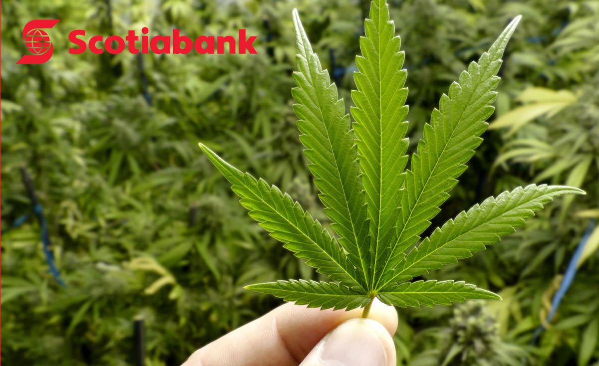Scotiabank marijuana coverage, Canadian bank’s bullish marijuana report comes with significant caveats