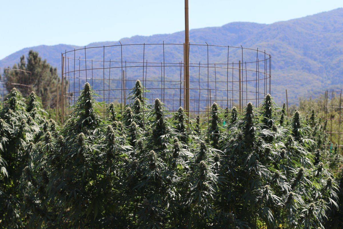 marijuana harvest, Growers: Western marijuana prices are down amid strong harvest, despite high demand