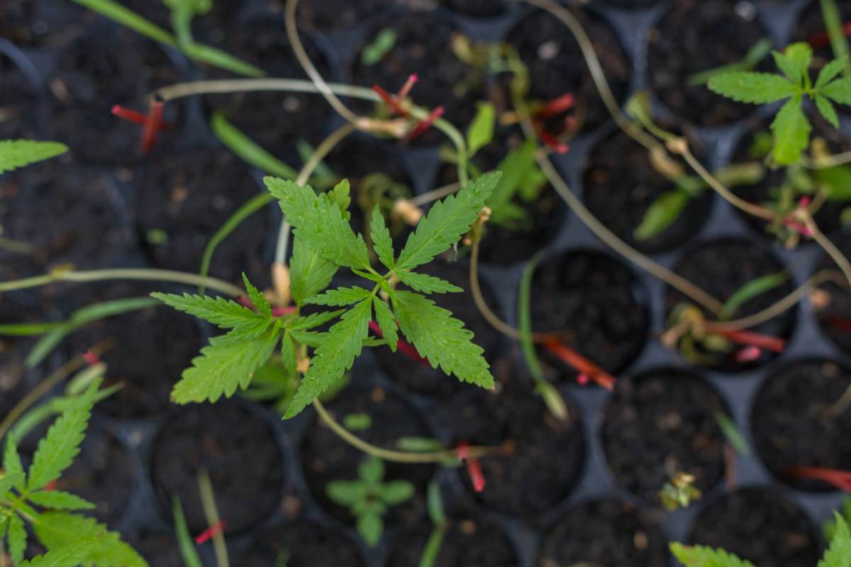 Cannabis clones