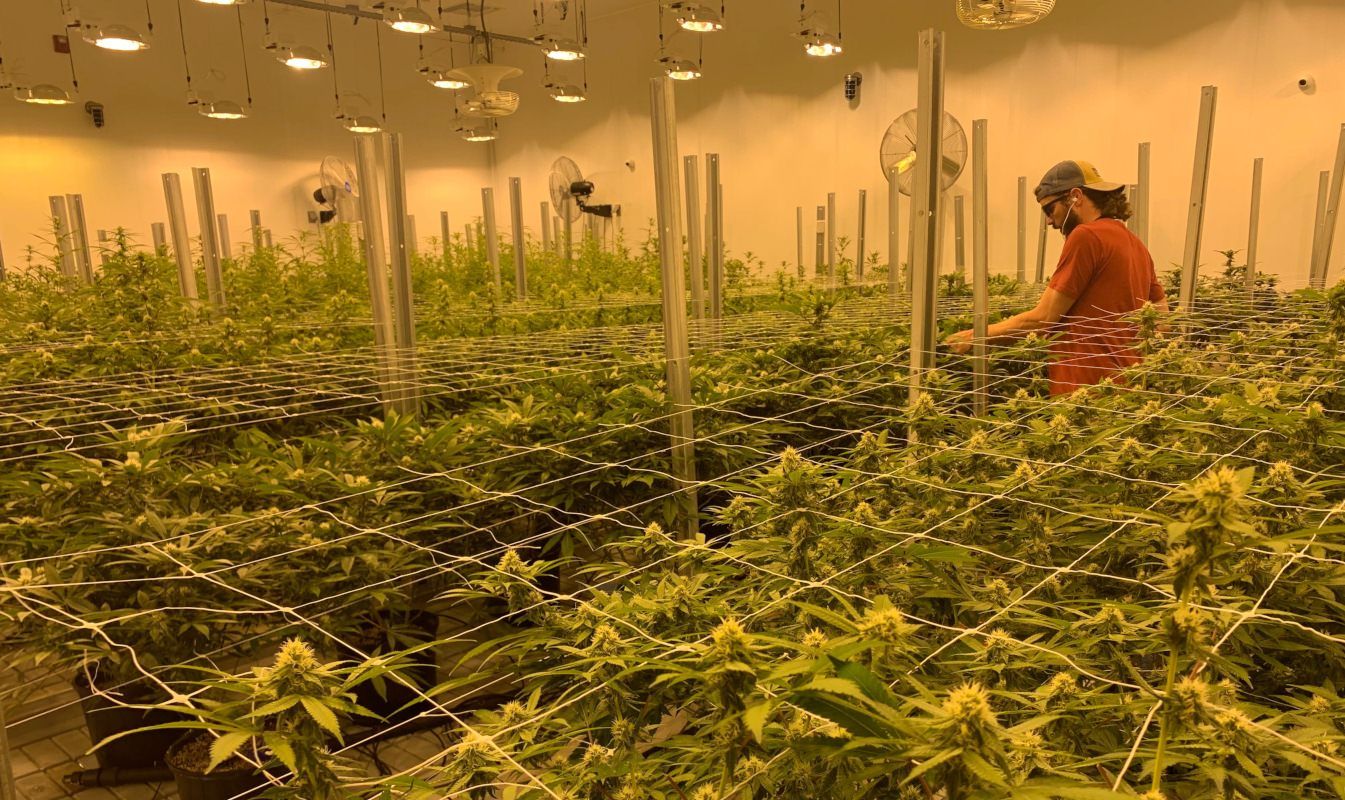 best marijuana grow lights, Illuminating the lighting situation in indoor marijuana grows