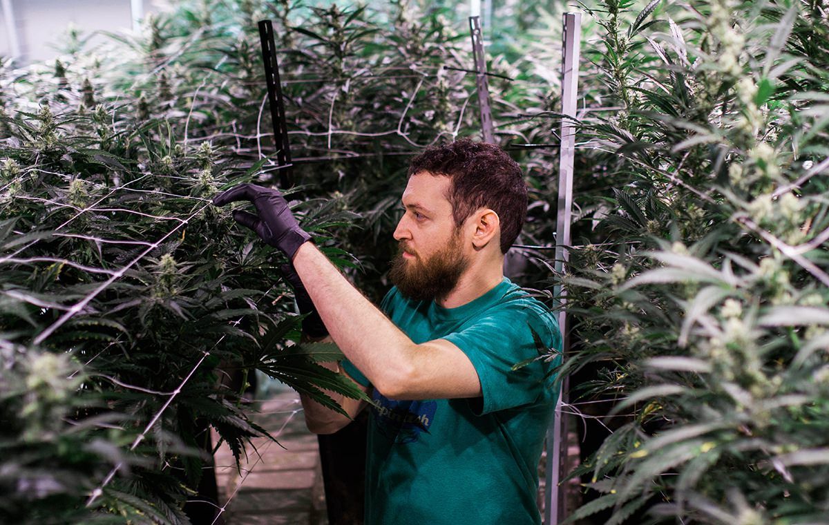 powdery mildew cannabis, Cannabis plants don&#8217;t have to fall prey to mold, powdery mildew