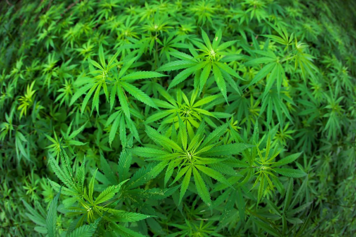 marijuana cross pollination, New Washington state law worries marijuana growers over cross-pollination from hemp farms