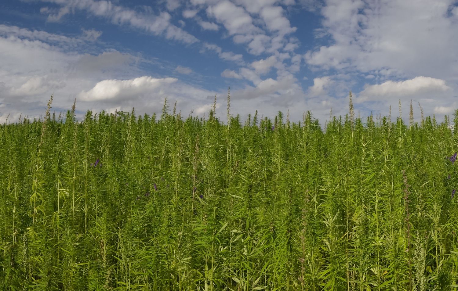 Farm Credit Canada; cannabis, Full suite of Farm Credit Canada&#8217;s financial lifelines open to cannabis businesses