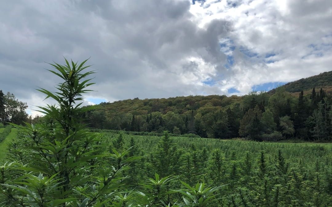 Image of a Vermont cannabis field