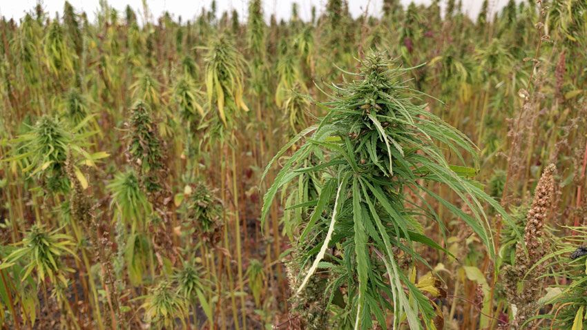 farm credit canada, Farm Credit Canada COVID-19 assistance available to cannabis sector &#8211; with a catch