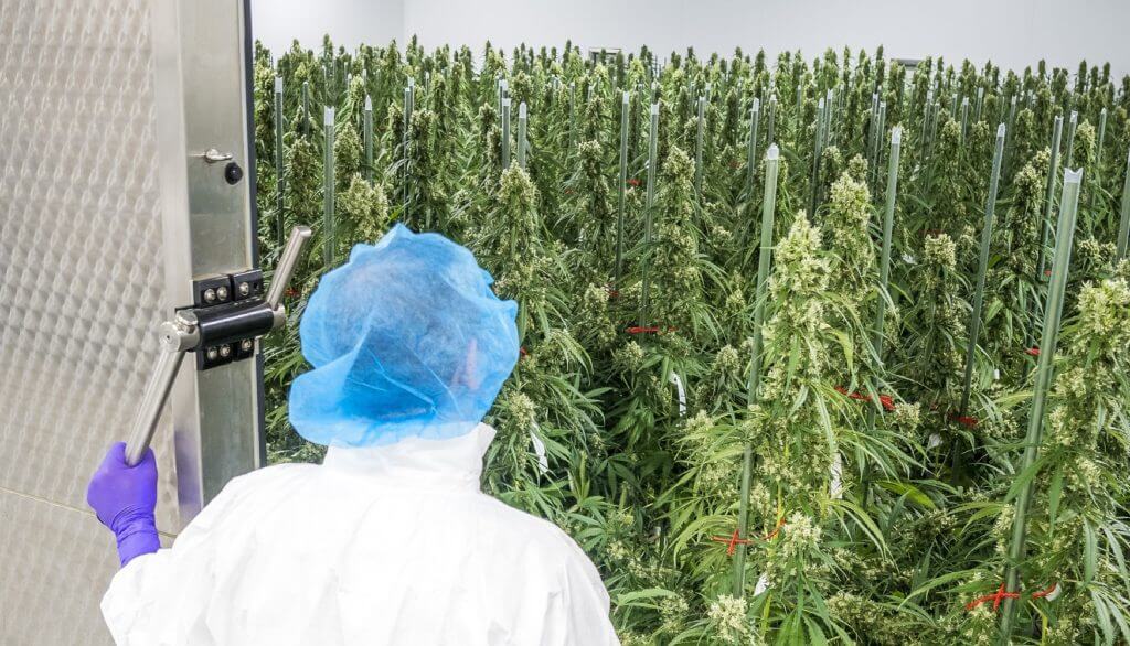 European cannabis market, Bedrocan CEO: European medical cannabis supply chain stable despite COVID-19 crisis