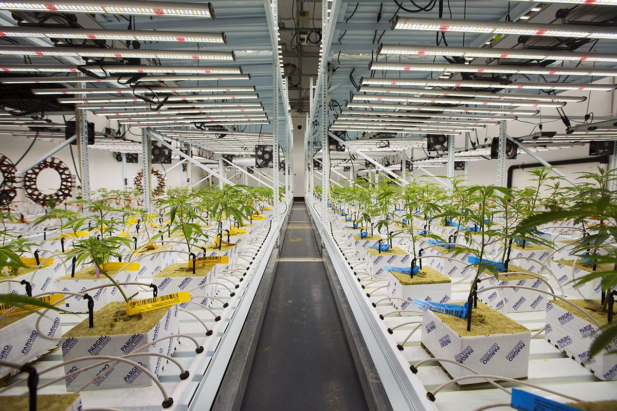 California marijuana lighting, Proposed LED mandate could cost California&#8217;s indoor marijuana growers millions