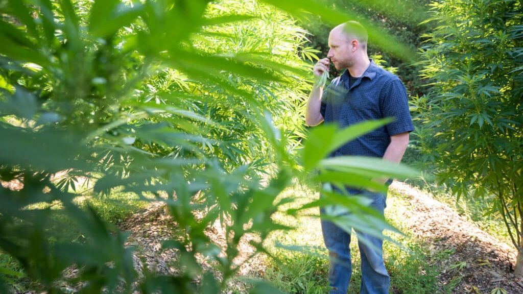 Small Canadian cannabis growers, Canadian outdoor collective project misfires, offering lessons to other small cannabis growers