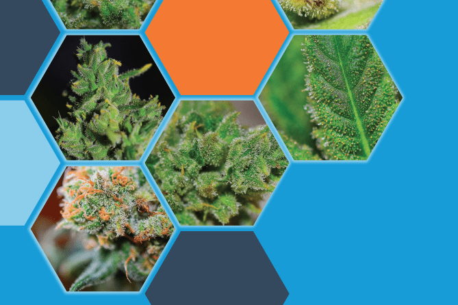 , Some growers and breeders are working to maintain heirloom-like cannabis strains for use in developing hybrids