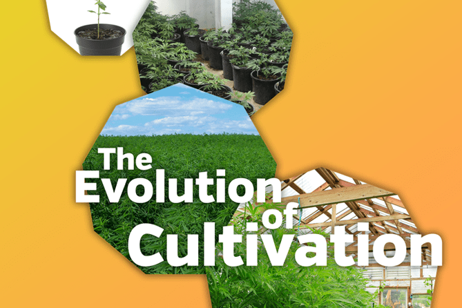 , The Changing Face of Cannabis Cultivation