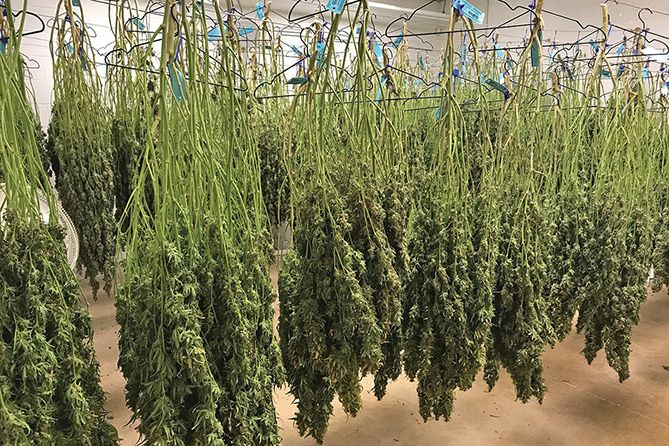 , Curing cannabis and trimming marijuana for a quality end product