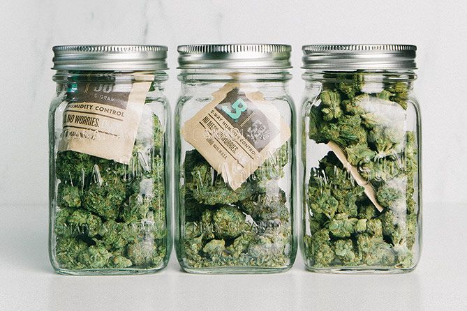 , Cannabis Aficionado