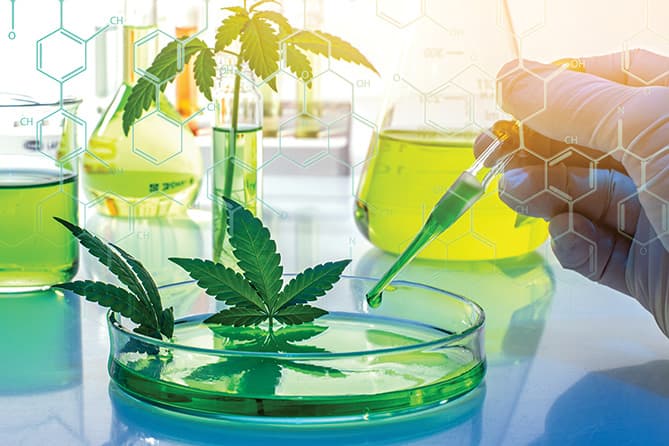 cannabis research
