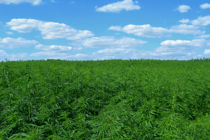 , More than a dozen states could seriously weigh medical, recreational marijuana measures in 2016