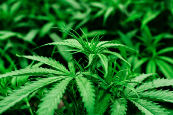 , Cultivation: What lt Takes to Run an All-Natural Grow
