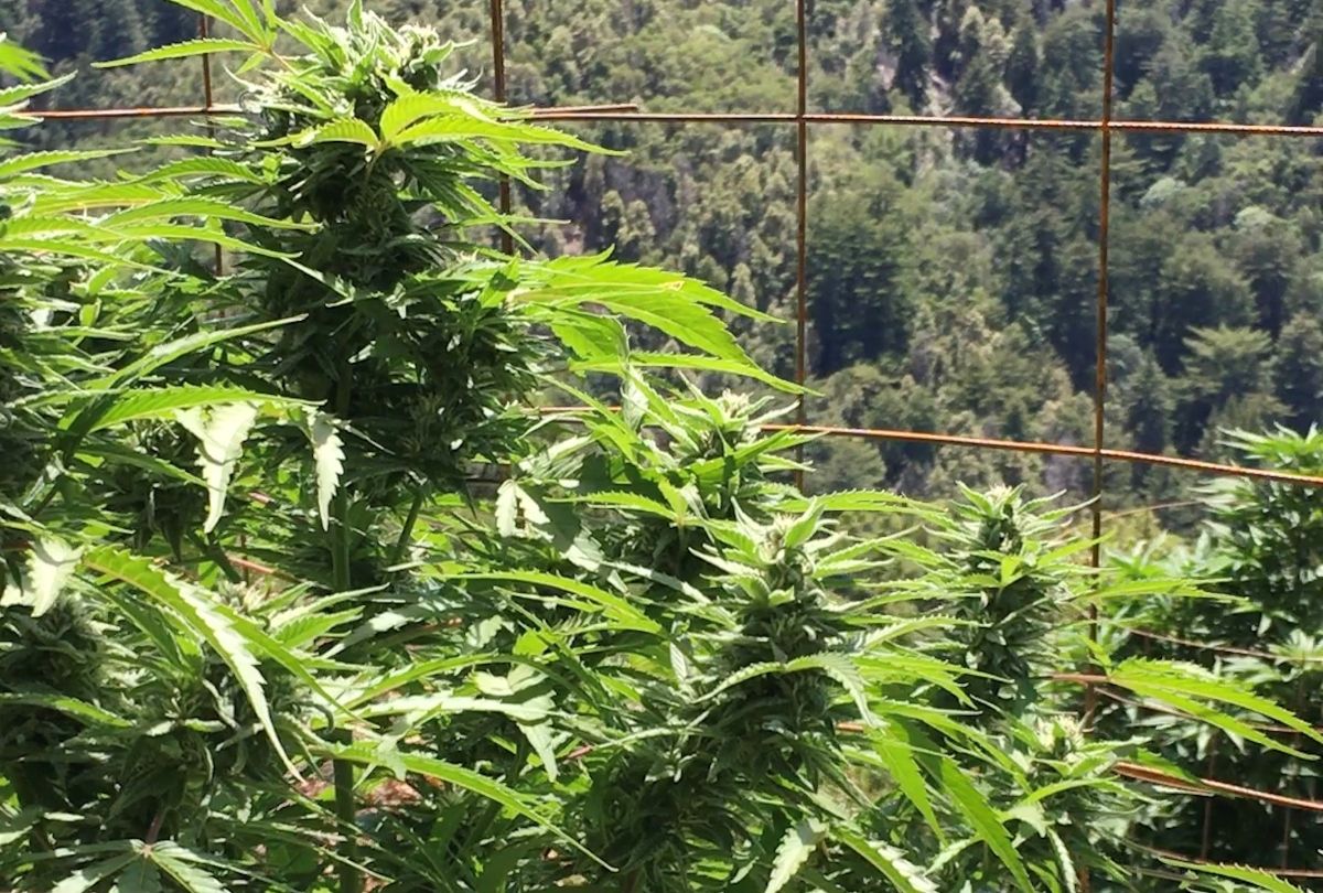 California cannabis designations, Week in Review: California cannabis designations, Supreme Court loss, union victories &#038; more
