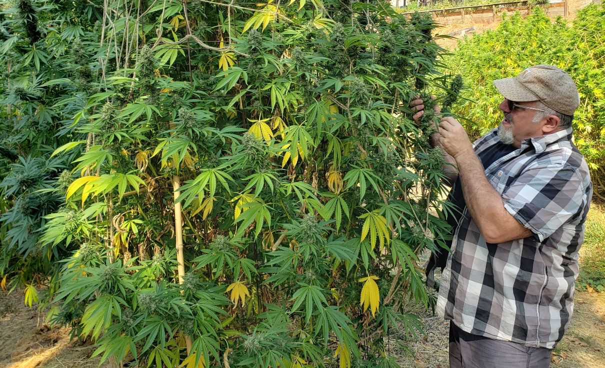 California craft marijuana, Regulatory maze, money prevent craft marijuana farmers in California from offering own brands