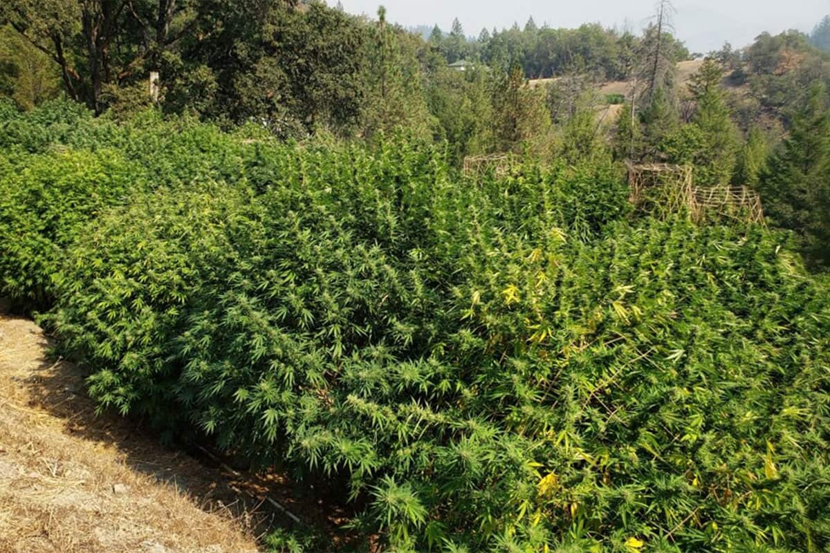 , Appellation program, cooperatives might give small California cannabis farmers a boost