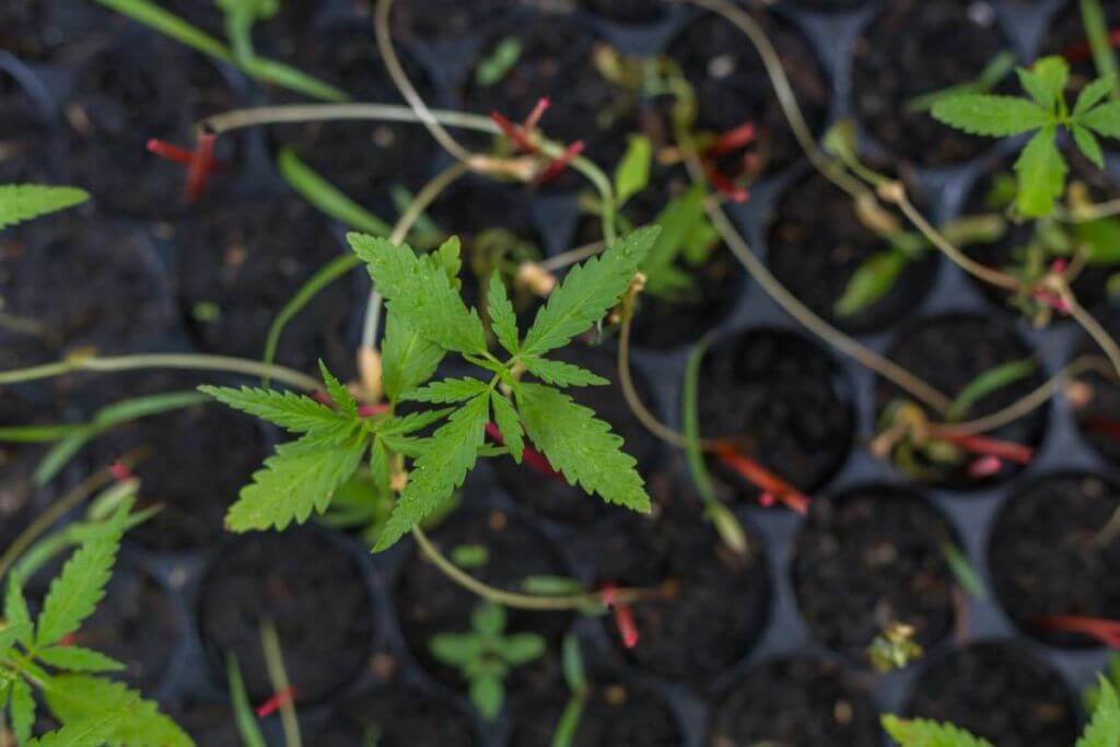 Image of cannabis clones