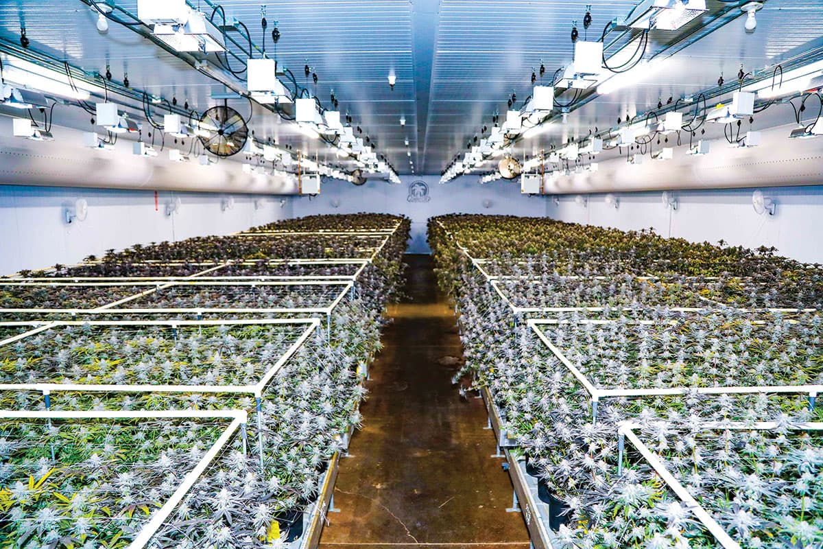 Connected Cannabis