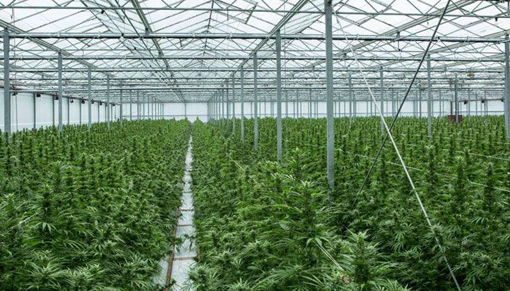 Canadian marijuana lawsuit | Canopy Growth Pharmhouse TerrAscend, Canopy Growth, others formed JV ‘solely’ to pump marijuana stock, refiled CA$500 million lawsuit alleges