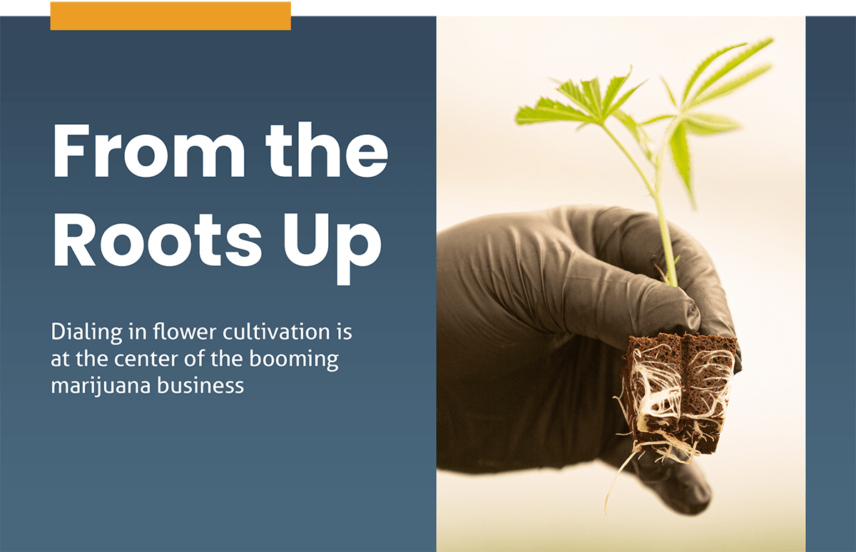cover of report featuring hand holding a young plant cutting