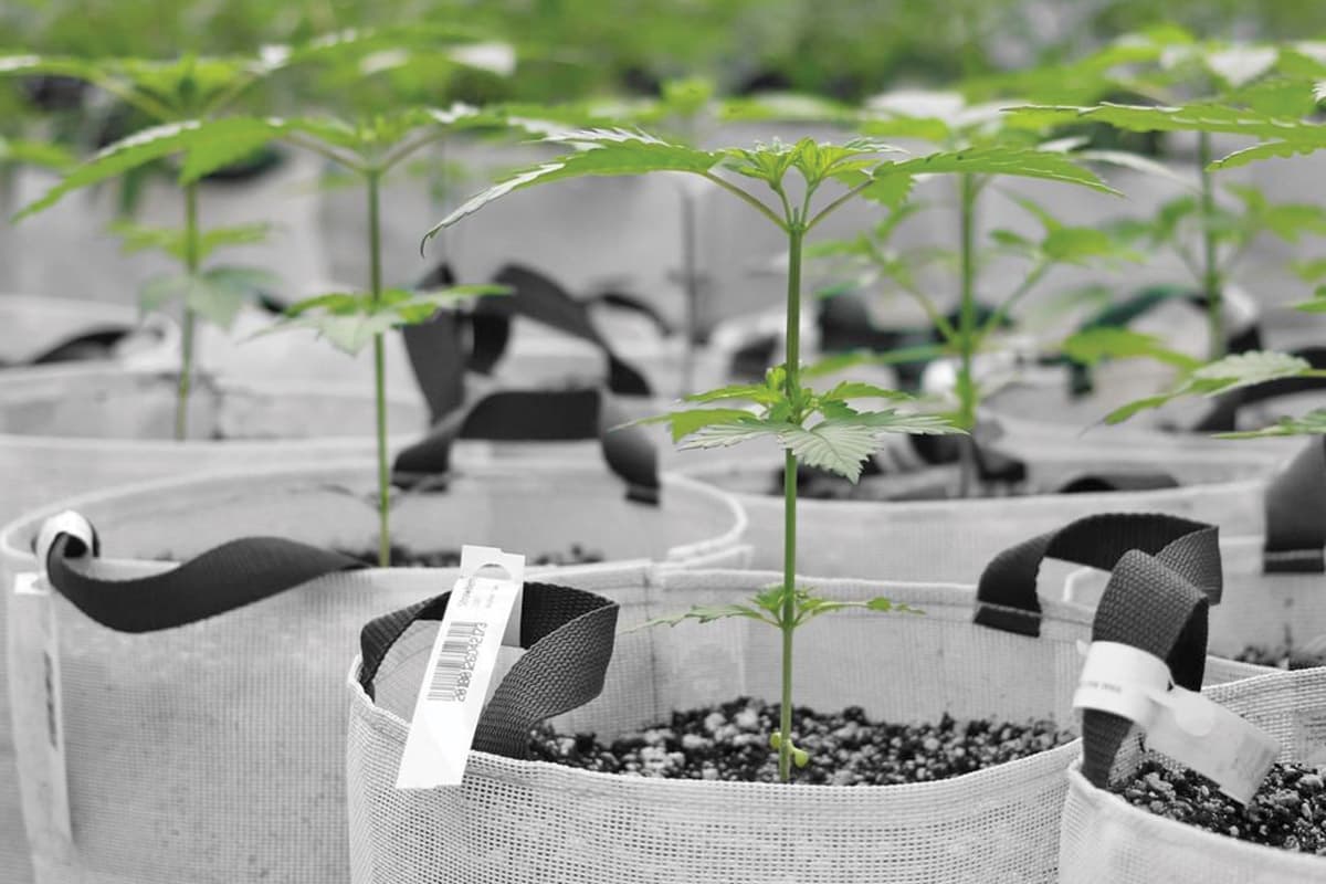 Big Pharma and cannabis, From Pfizer to PharmaCann: Bringing Big Pharma expertise to cannabis