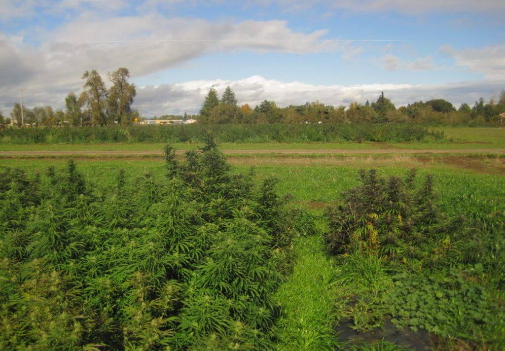 delta-8 THC, More states roll out bans on production, sale of delta-8 products