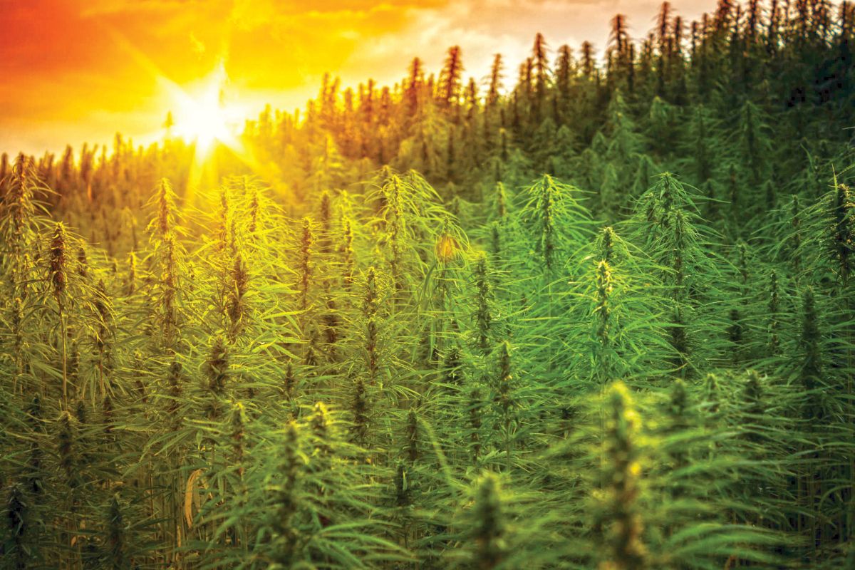 cannabis carbon trading