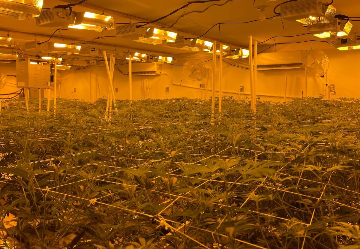 Image of an illegal grow room in California