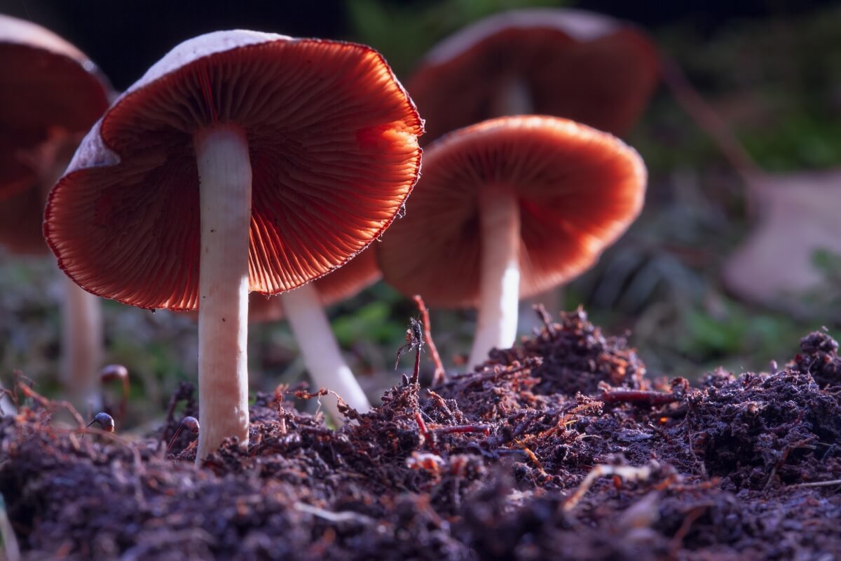 Image of psychedelic mushrooms