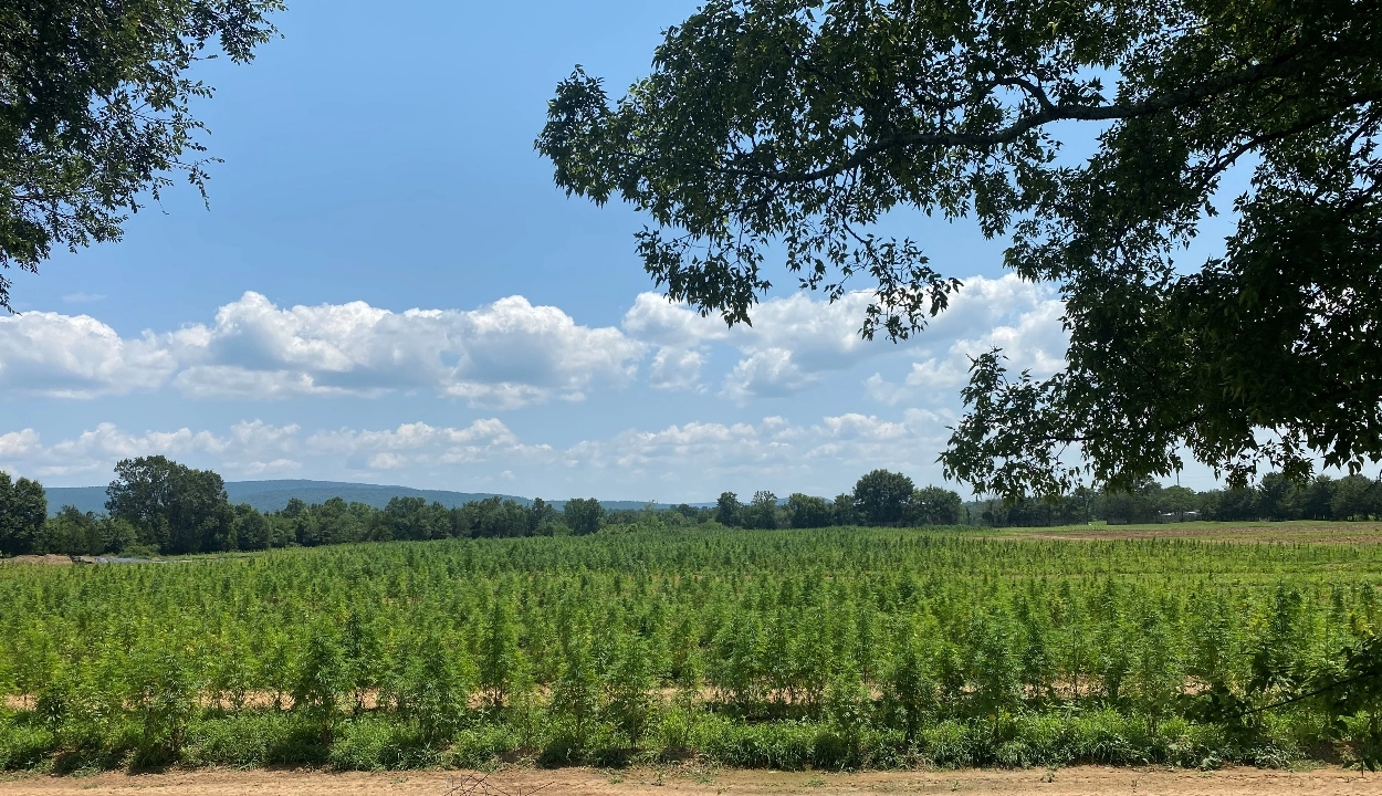 Image of a marijuana cultivation site