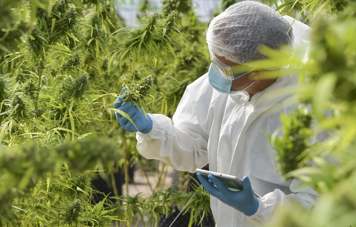 Image of a cultivation worker