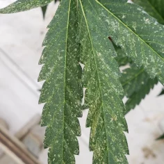 Image of damage caused by two-footed spider mite