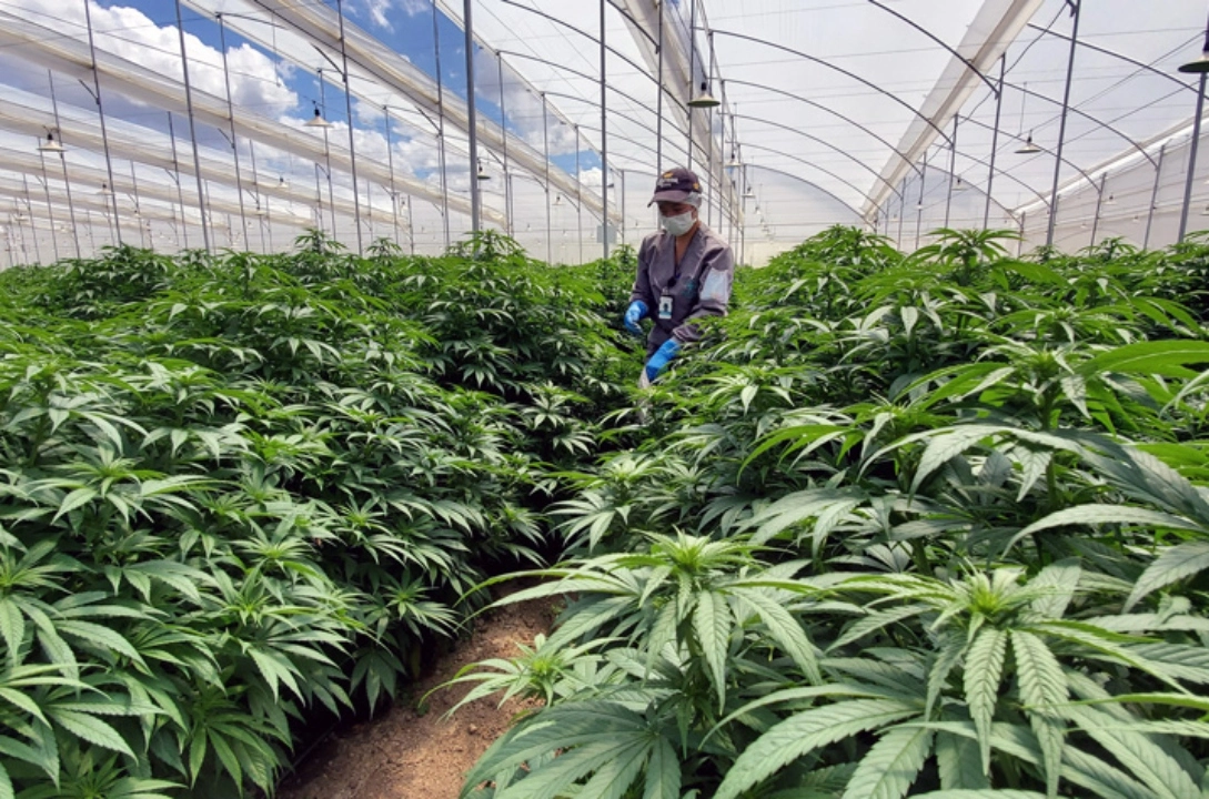 Image of Clever Leaves facility in Colombia