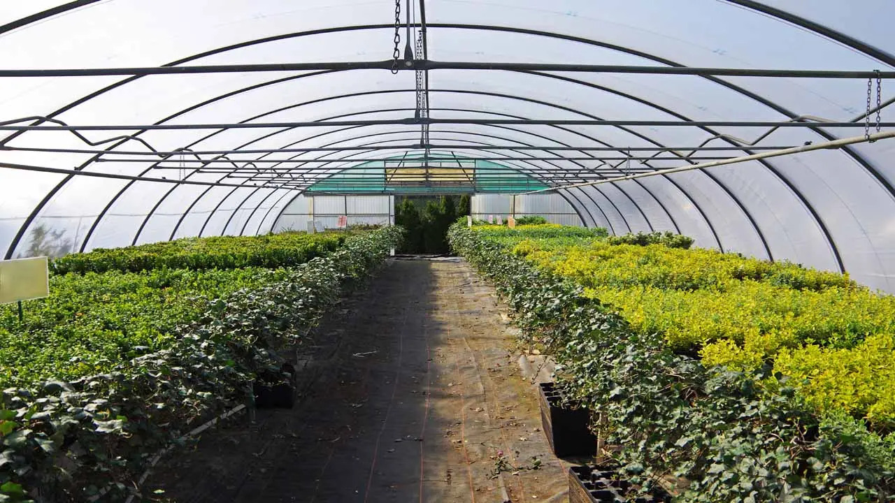 cannabis greenhouses, A primer on the secondary sales market for marijuana greenhouses