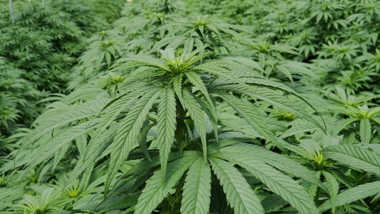 Image of Canadian cannabis
