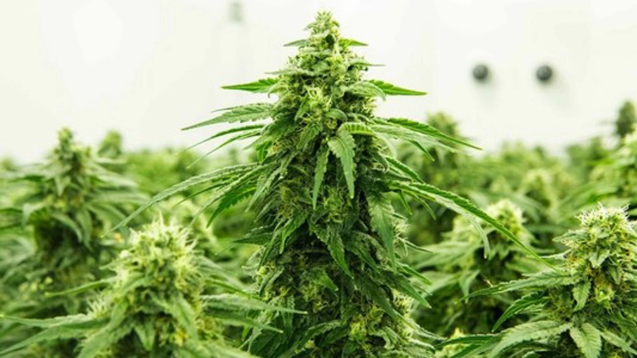 Image of a cannabis plant