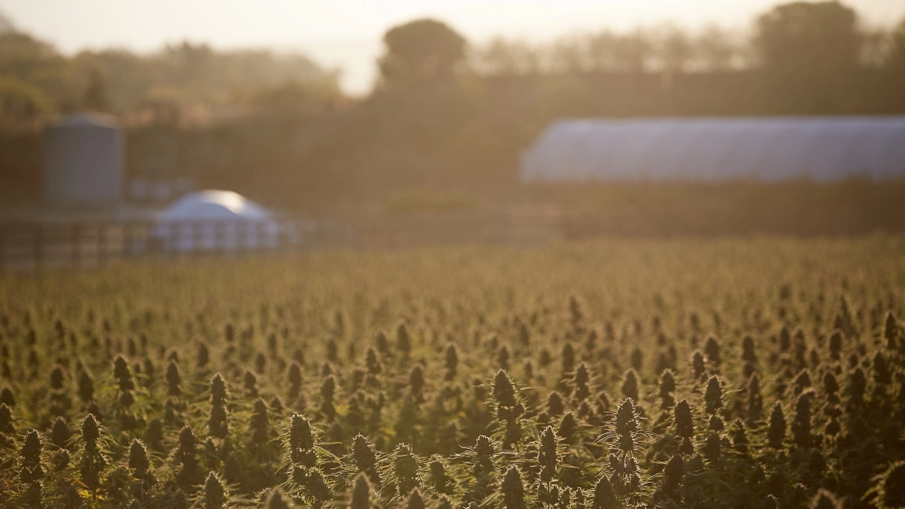 Image of Busy Bee's Organics farm