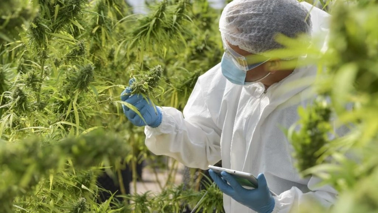 Image of a cultivation worker