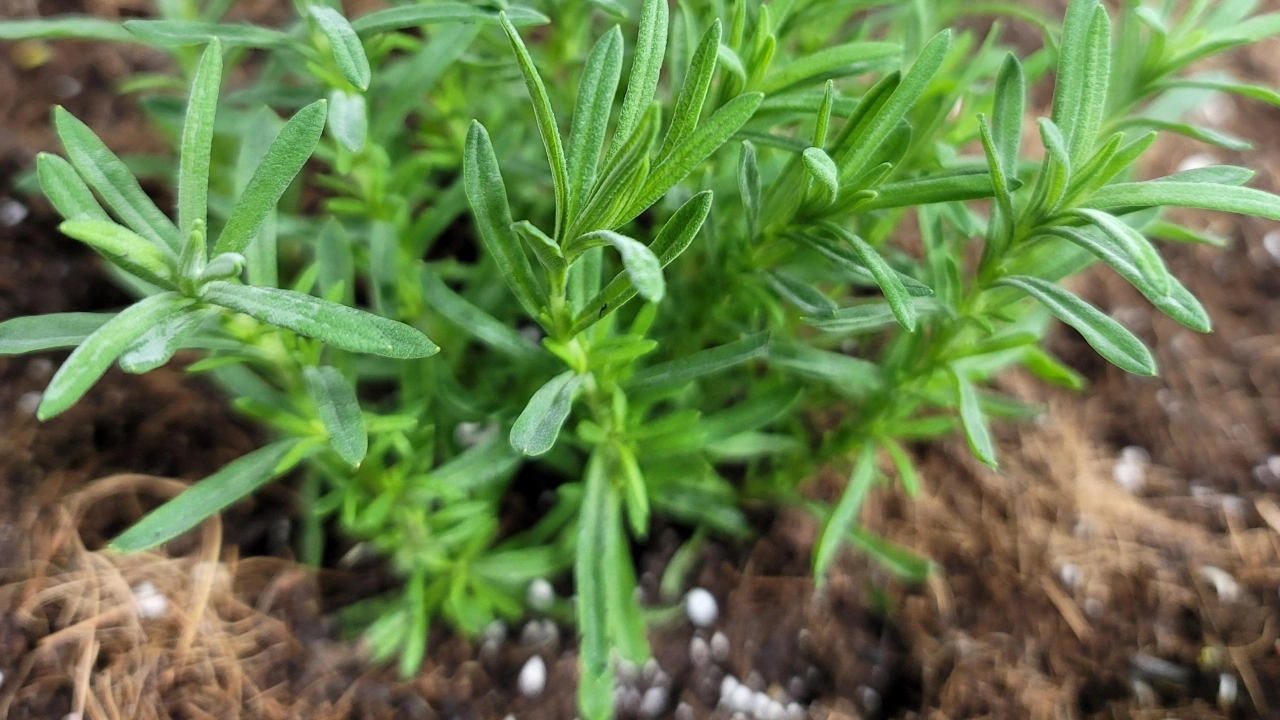 Image of a cover plant